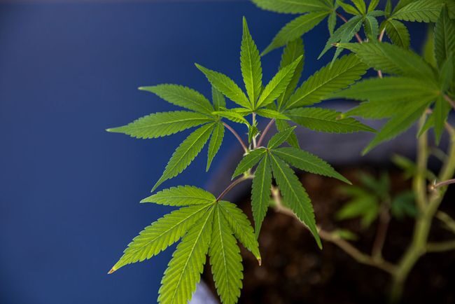 Residivis,narkoba,ganja,agam